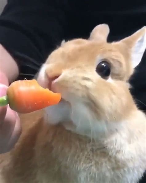 Rabbit Eating Carrot GIF - Video & GIFs | cute animal gif, cute animal ...