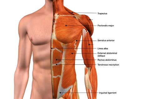 Muscles of the Torso - MBLEx Guide