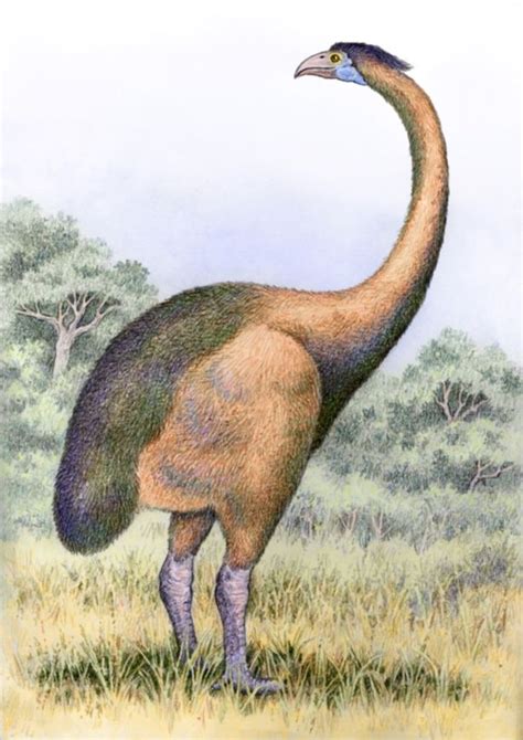 South Island Giant Moa | Preistoria, Dinosauri, Mammiferi