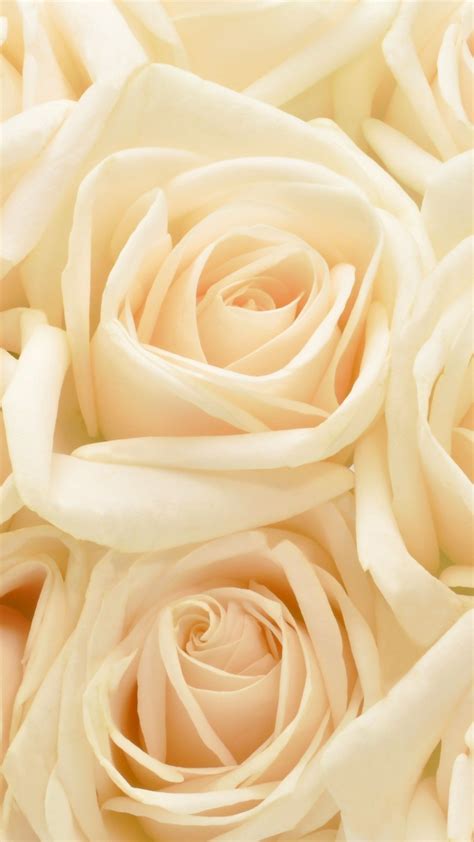 Pastel Roses Wallpapers - Top Free Pastel Roses Backgrounds - WallpaperAccess