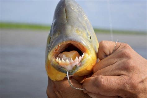 Outdoors: Seeking piranha in the rivers of Argentina | Local Sports | newburyportnews.com