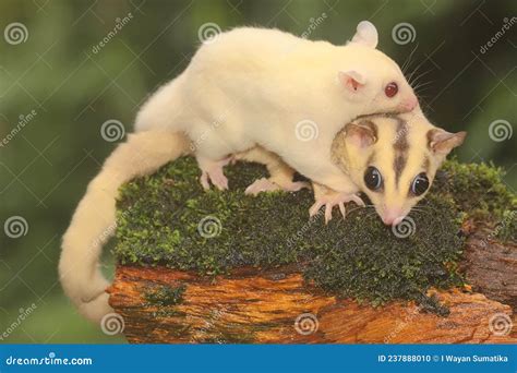 A Mother Sugar Glider Holds Her Baby To Protect Her Baby from Predators ...