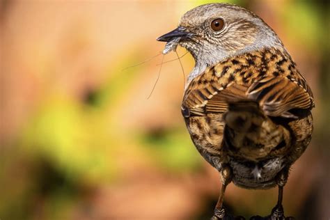 Dunnock: song, eggs & babies - Plantura