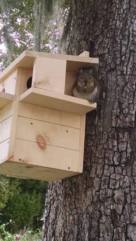 Squirrel Nesting Box made to order | Squirrel feeder, Nesting box, Squirrel