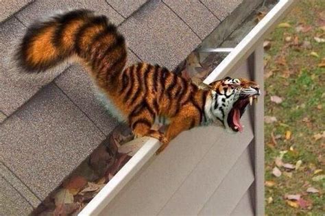 34 Animal Mash-Ups That'll Make You Question The World As You Know It | Photoshopped animals ...