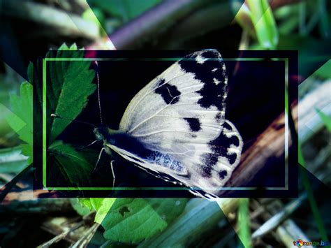 Download free picture White butterfly with black spots powerpoint ...
