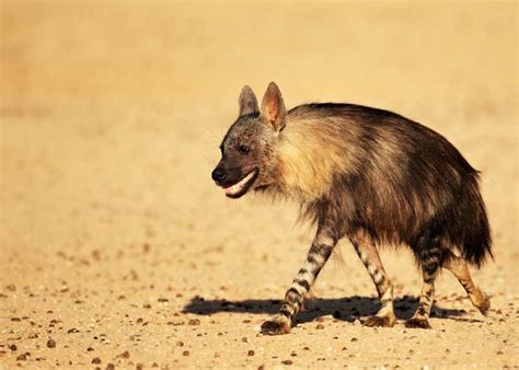 22 Brown Hyena Facts: Habitat, Diet, Strandwolf Size | Storyteller Travel