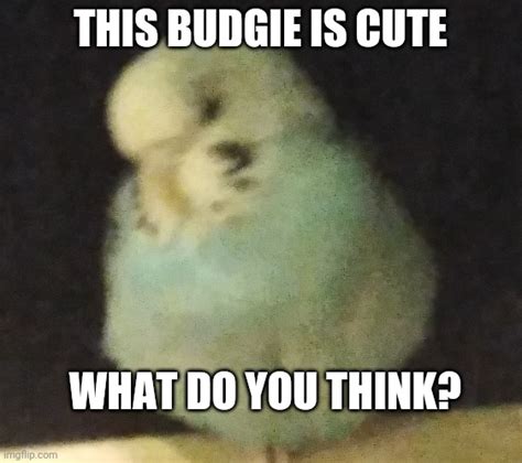 a fat birb - Imgflip