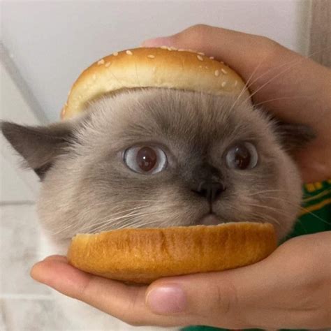 Cat Burger Memes - Imgflip