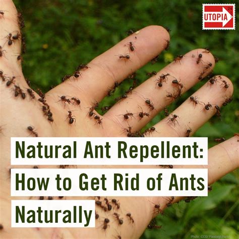 Natural Ant Repellent: How to Get Rid of Ants Naturally | Ant repellent, Rid of ants, Get rid of ...