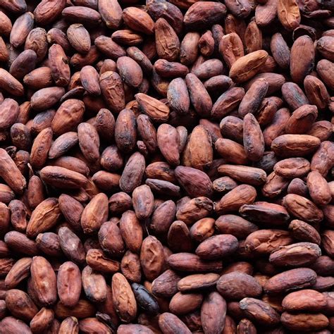 Cocoa beans export shoots up slightly – Citi Business News