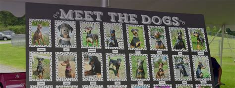 Dogs For Adoption - Rescue a Doberman - Doberman Rescue Unltd