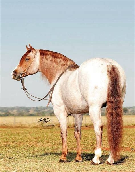 63 best images about Strawberry Roan Horses on Pinterest | Arabian horses, Wild mustangs and Ponies