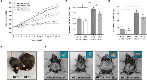 Frontiers | High-Fat Diet and Feeding Regime Impairs Number, Phenotype ...