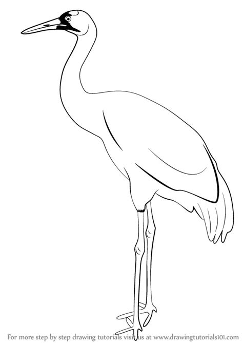 Learn How to Draw a Crane (Birds) Step by Step : Drawing Tutorials