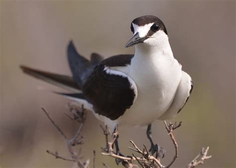 Sooty Tern | Great Bird Pics