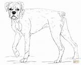 Young Boxer Dog coloring Page  Free Printable Coloring Pages sketch template
