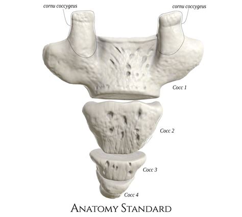 3D model of the human coccyx. The back view. Lower Back Anatomy, Neuro, Physiology, Make Art ...