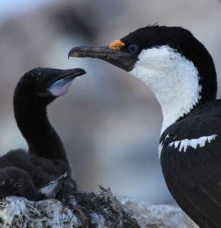 Antarctic Shag with chick at Jougla Point, Antarctica | Flickr