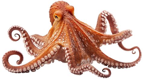 Octopus with . 24722208 PNG