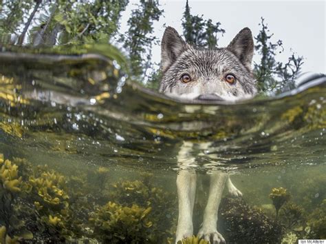 Sea Wolf Photo Shot In B.C. Earns National Geographic Award | HuffPost Canada