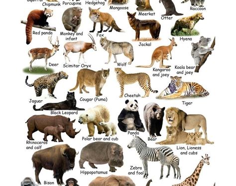 African Animals List - List of African Safari Animals | Bench Africa / African animals facts ...