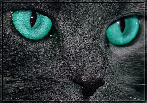 Turquoise Cat Eyes - Stunning and Mysterious