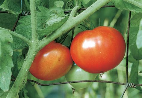 How to Grow Beefsteak Tomatoes - FineGardening