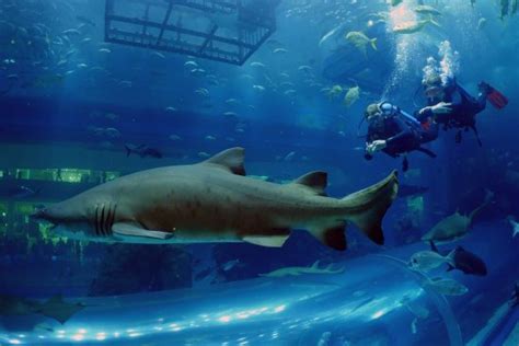 Types Of Sharks In Dubai Aquarium - Aquarium Views