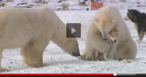 Why Aren't These Two Natural Adversaries Fighting Viciously? - Snow Addiction - News about ...