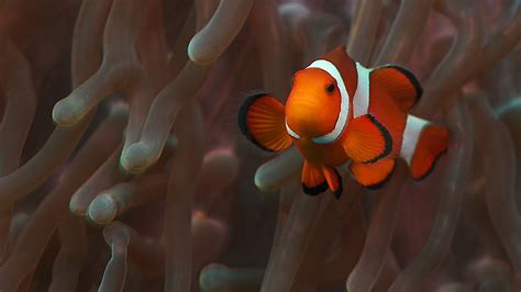 Why are "Nemo" and sea anemones good friends? - CGTN