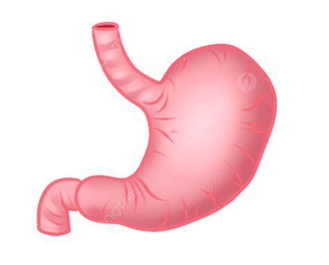 Human Organs Stomach, Human Body, Organ, Stomach PNG Transparent Clipart Image and PSD File for ...
