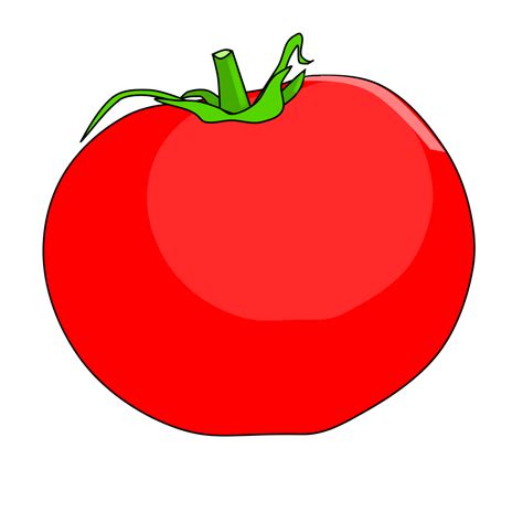 Tomato Plant Drawing - Tomato Sketch Plant Drawings Drawing Vector ...