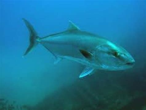 Greater Amberjack Information and Picture | Sea Animals