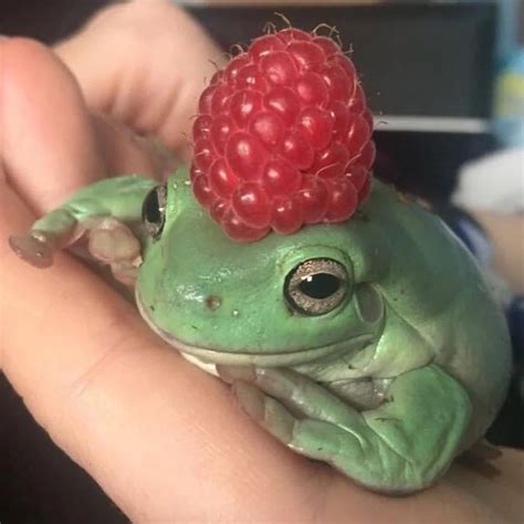 Berry Frog : WednesdayFrogPics