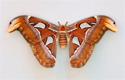 Atlas moth, Atlas moth tattoo, Moth tattoo