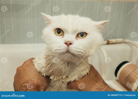 White Wet Cat Washes in Bathtub, Beautiful Kitty Taking a Shower. Stock Image - Image of ...