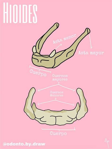 Hueso hioides | Anatomia y fisiologia humana, Anatomía médica, Anatomia cabeza y cuello