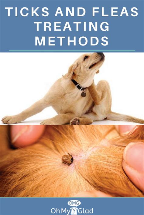 Best Flea and Tick Prevention For Dogs That Works of 2019 | Fleas, Tick ...