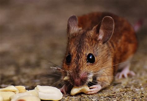 3 Ways Mice Spread Disease in Your Home