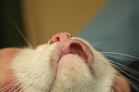 Rodent Ulcer | Rodent ulcers are a manifestation of Feline E… | Flickr