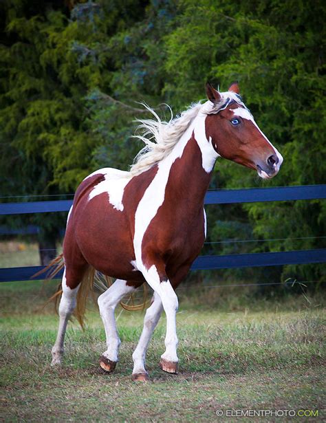 bay tobiano paint horse 1 by venomxbaby on DeviantArt