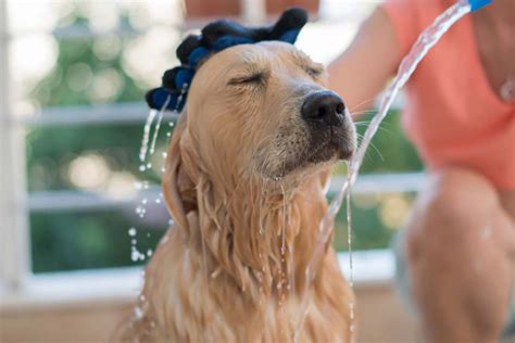 Best Tips for Grooming a Golden Retriever - Time for Goldens