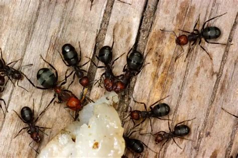 9 Ways To Get Rid of Carpenter Ants Naturally – pestinformer.com