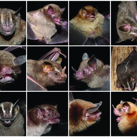 A (on top). Ultrasound recording of a free-flying Peropteryx macrotis ...