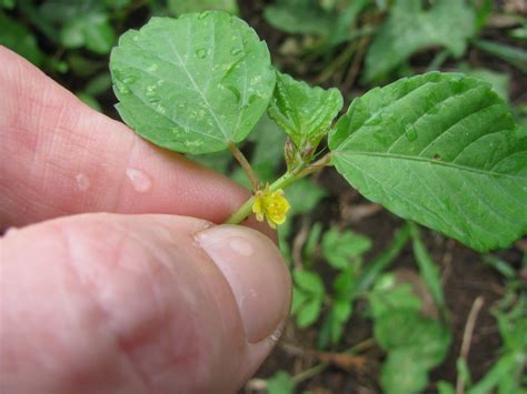 starr-130221-1614-Corchorus_olitorius-leaves_and_flower-Wa… | Flickr