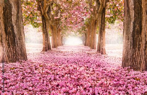 Falling petal over the romantic tunnel of pink flower trees / Romantic Blossom tree over nature ...