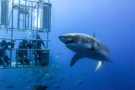 Shark cage diving