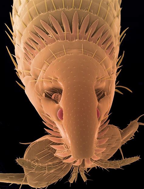 Cat Flea Under Microscope - SaulanceMadden