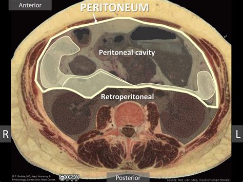 Peritoneum Anatomy